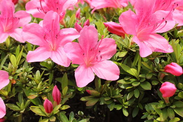 ピンクのツツジ