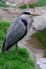 Grey heron by pool side