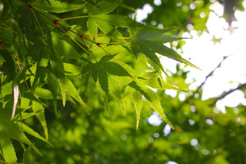 新緑のもみじ