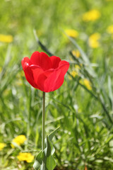 Obraz premium Flowers tulips red petals