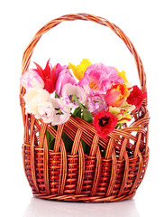 Fototapeta na wymiar Tulips in basket isolated on white