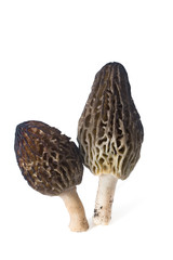morchella conica