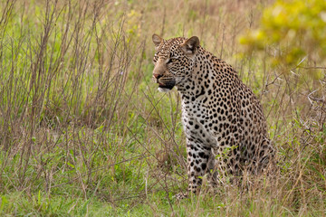 Fototapeta na wymiar Afrykański leopard