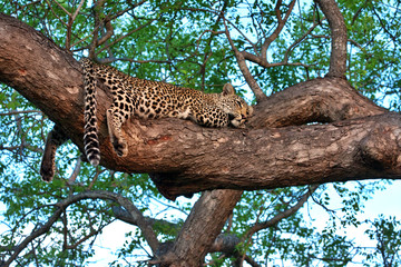 Fototapeta na wymiar african leopard resting in tree