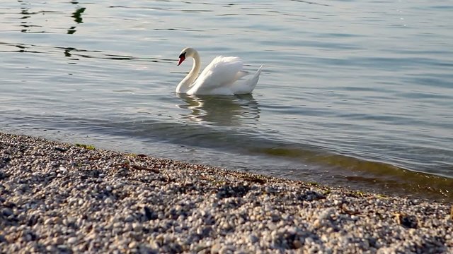 Cisne