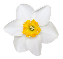 Photo of a short cup daffodil isolated on a white background