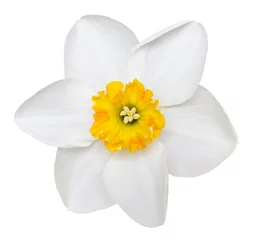 Deurstickers Narcis Foto van een korte kop narcis geïsoleerd op een witte achtergrond