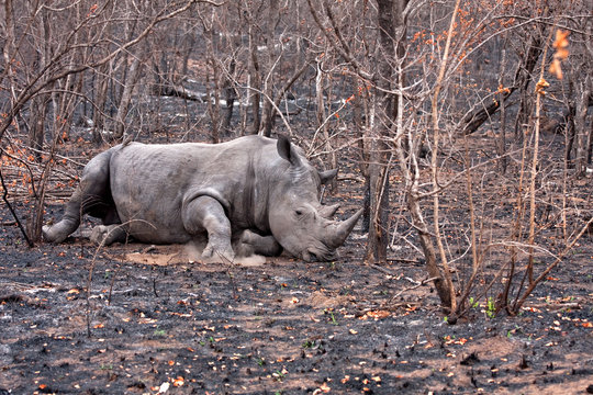 Fototapeta african white rhinoceros wounded