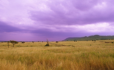 Afika Africa Baum und Savanne