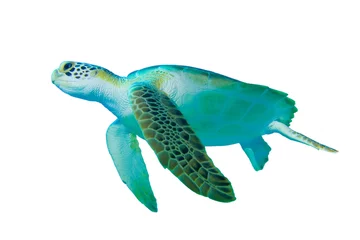 Papier Peint photo autocollant Tortue Green Sea Turtle (Chelonia mydas) on white background