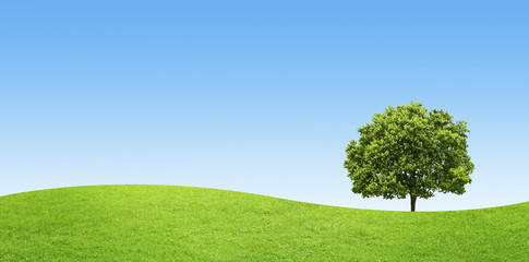 Fototapeta na wymiar panorama of green field with a big tree on blue sky background
