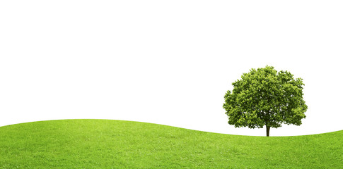panorama of green field with a big tree on white background