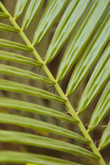 Closeup of plant leaves in a garden