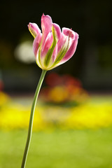 Tulpe