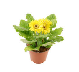 Yellow herbera in flowerpot isolated on white background