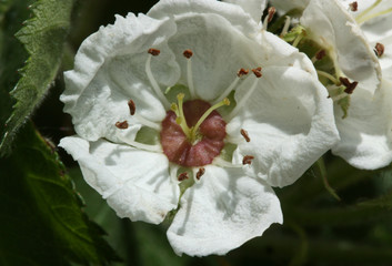 Obraz premium Hawthorn