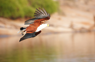 African Fish Eagle (Haliaeetus vocifer)