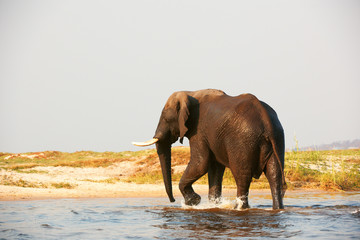 Fototapeta na wymiar Duże Słoń afrykański byka