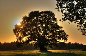 Eiche bei Sonnenuntergang