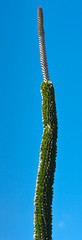 tige de plante grasse sur fond de ciel bleu