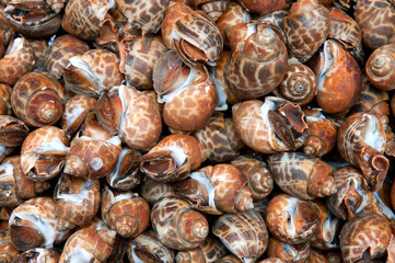 brown snails