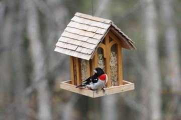 Cardinal à poitrine rose