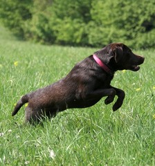 springender Labrador
