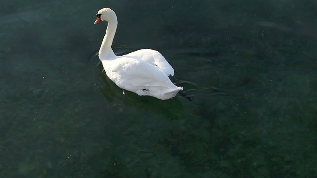 Swan