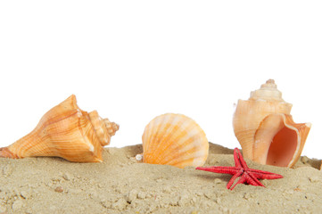 Shells at the beach