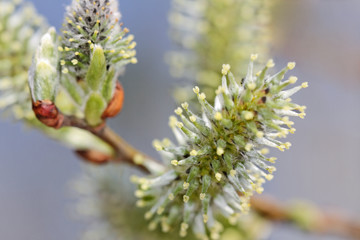 Catkin of sallow.