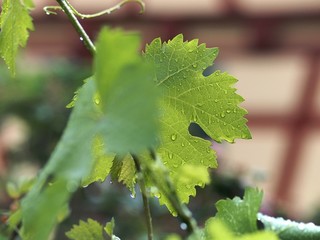 Regentropfen auf Weinblatt