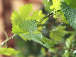 Regentropfen auf Weinblatt