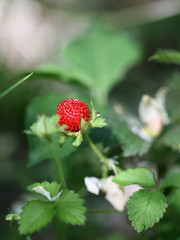 Beautiful wild wood strawberries bush on green background