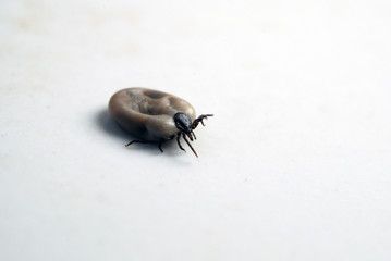 Tick removed