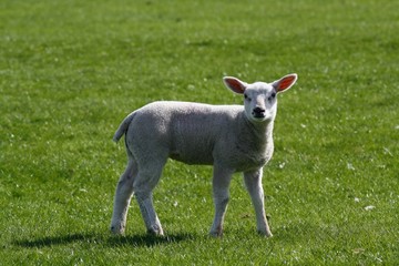 Fototapeta premium lamb