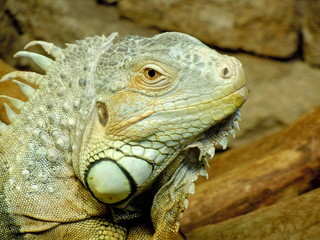 Fototapeta premium Green Iguana (Iguana iguana)