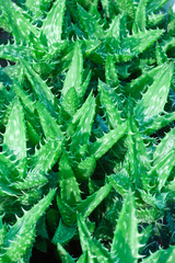 jeunes aloe vera