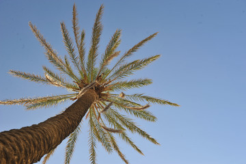 Beautiful palm tree over blue summer sky and sea