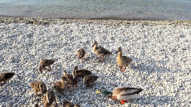 Patos comiendo