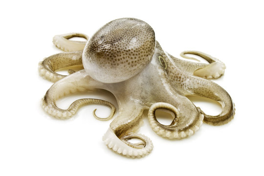 Small octopus on white background