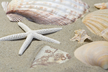 Ancient potsherd and sea shells