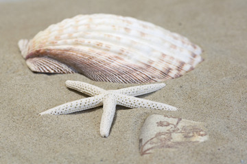 Ancient potsherd and starfish