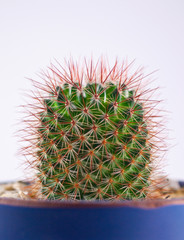prickly cactus