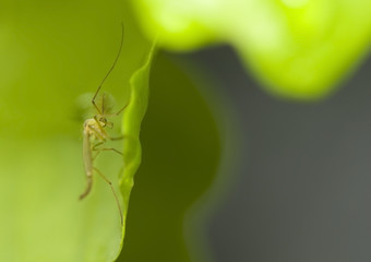Mosquito