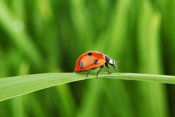 ladybug on grass