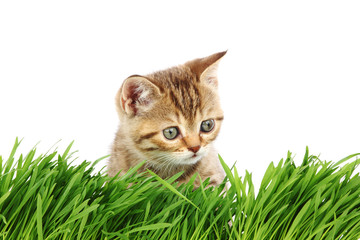 cat behind grass