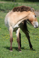 Junges Pferd