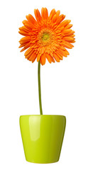 flower nature garden botany daisy bloom pot