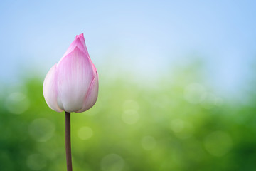 Pink lotus on spring background