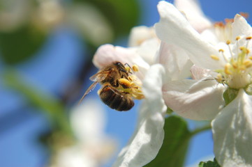 pszczoła na kwiatach jabłoni © Darios